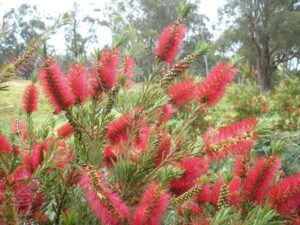 Callistemon Betka Beauty