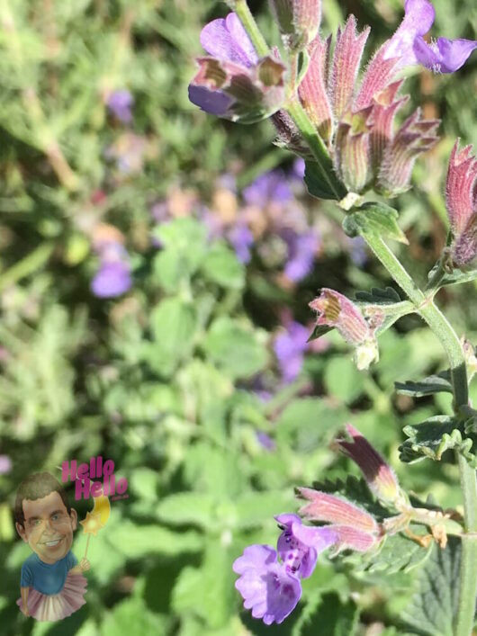 Catmint