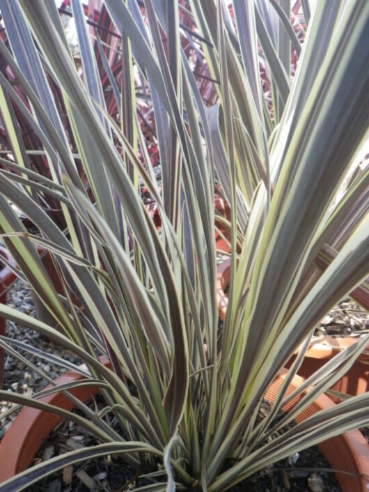 Cordyline "Electric Flash" 8" Pot