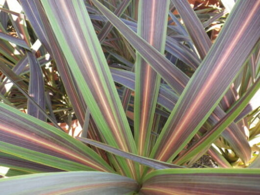 Cordyline "Electric Star"