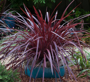 Cordyline "Designer Burgundy"