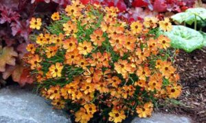 Coreopsis "Punch Mango"