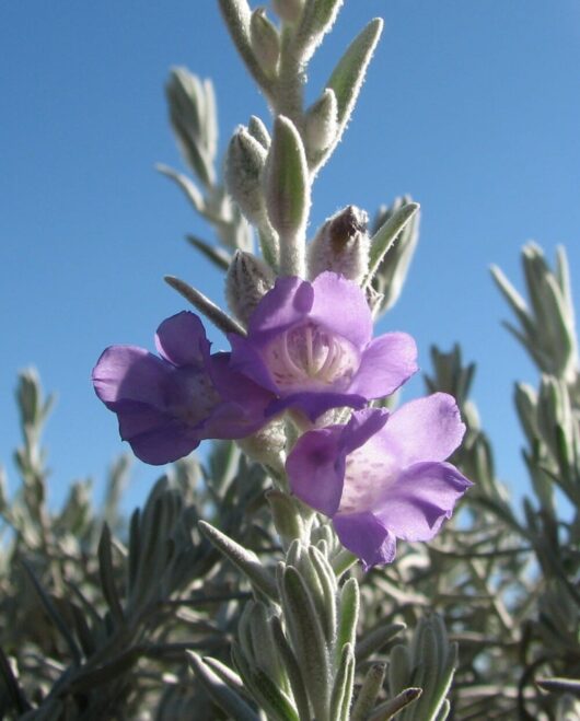 Close-up of lavender flowers blooming on a silvery, fuzzy-leaved Eremophila 'Emu Bush' 6" Pot against a clear blue sky.