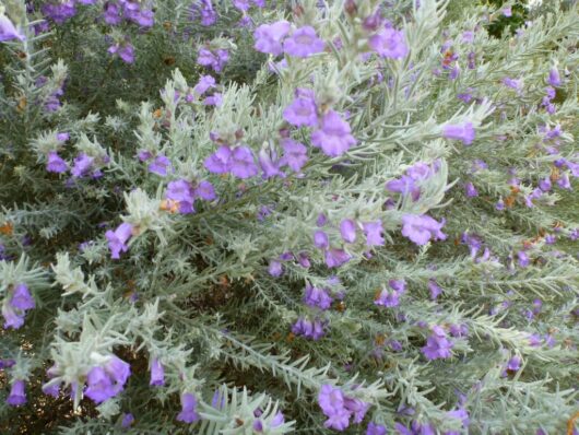 Close-up view of an Eremophila 'Emu Bush' 6" Pot with silvery leaves and clusters of small purple flowers.