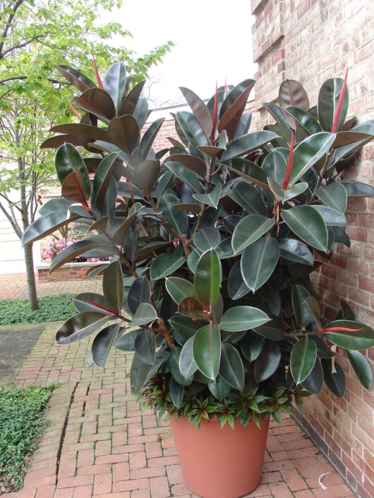 A large rubber plant in a terracotta pot located on a brick walkway next to a red brick wall, with trees and shrubs in the background.