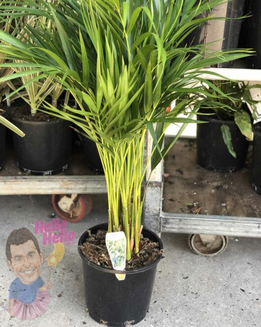 Dypsis 'Golden Cane Palm' 8" Pot displayed on a sidewalk, with a sticker featuring a smiling cartoon face and the words "hello hello" at its base.