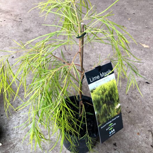 Hello Hello Plants Nursery Campbellfield Melbourne Victoria Australia Acacia cognata 'Lime Magik' 14cm 6inch pot stock photo