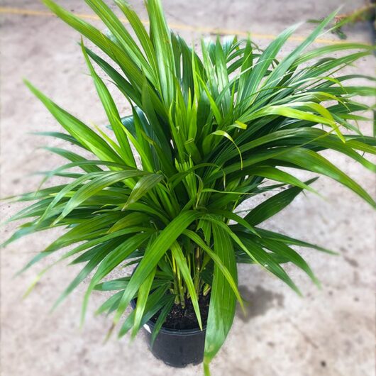 Hello Hello Plants Dypsis lutescens Golden Cane Palm