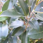 Hello Hello Plants Nursery Campbellfield Melbourne Victoria Australia Ficus obliqua 'Figaro' foliage