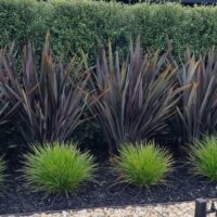 Pittosporum 'Silver Sheen'