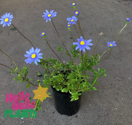Felicia 'Blue Marguerite Daisy' 6" Pot