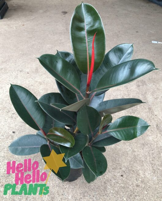 Ficus 'Burgundy' Rubber Fig 8" Pot
