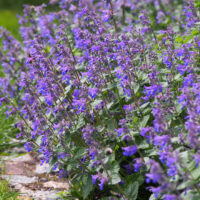 Dense clusters of Nepeta 'Catmint' with purple blooms grow alongside a stone path, set against a backdrop of green grass.