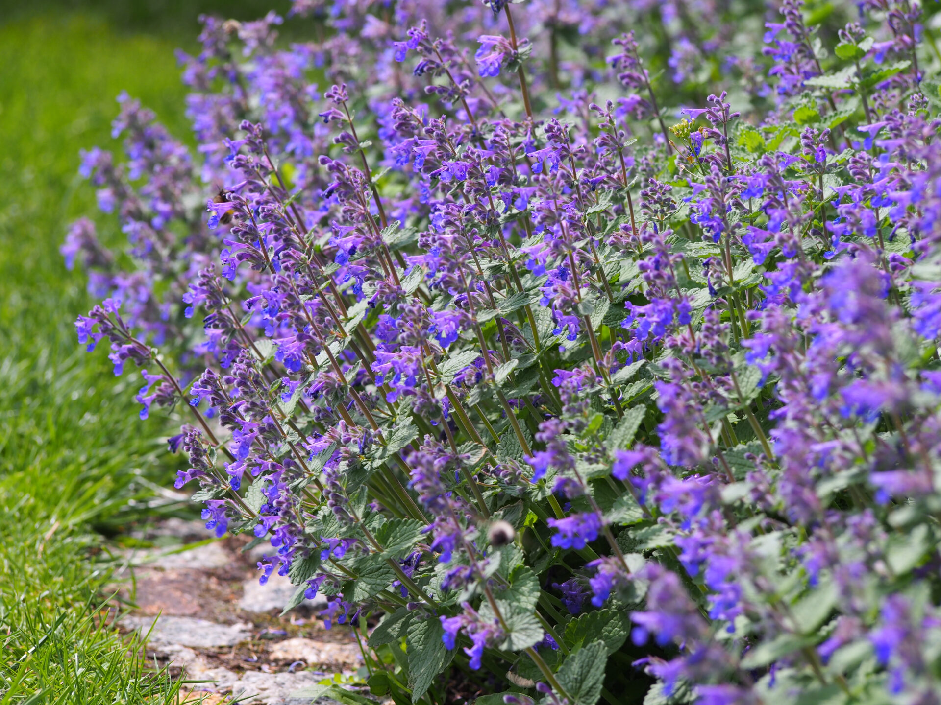 Flowering Borders & Edging