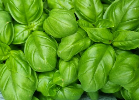 Basil 'Sweet'