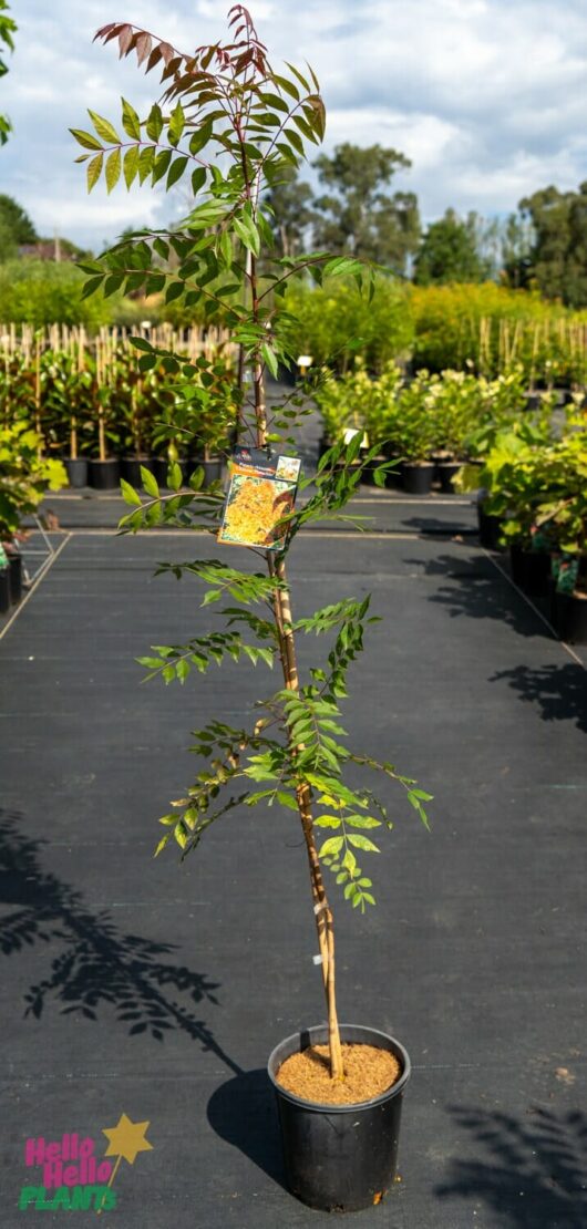 Hello Hello Plants Nursery Melbourne Victoria Australia Pistacia Chinensis 'Chinese Pistachio' Tree 20cm Pot