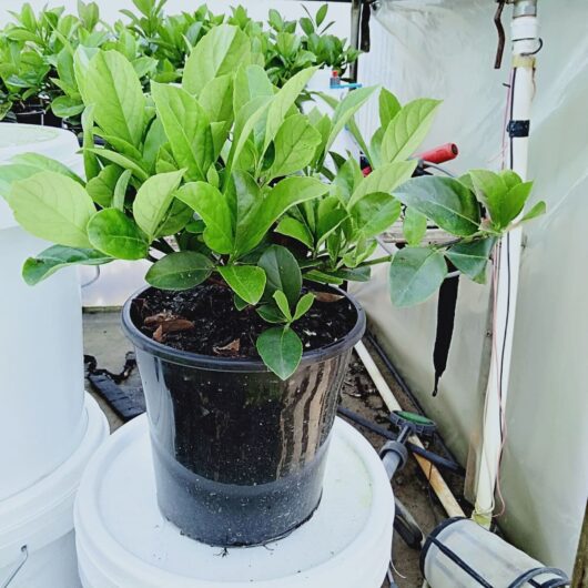 Viburnum 'Dense Fence™' 8" Pot