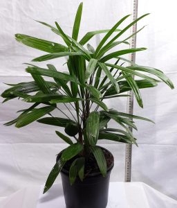 Lady Palm indoor plant