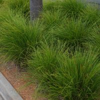 Clumps of Acacia 'Lime Magik' 6" pots, an ornamental grass from Acacia Nursery, lining a roadside curb.