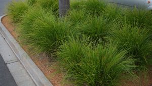 Clumps of Acacia 'Lime Magik' 6" pots, an ornamental grass from Acacia Nursery, lining a roadside curb.