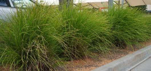 lomandra longifolia basket grass green strappy leaves australian native grasses mass planted