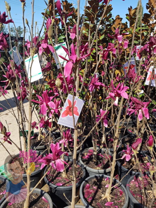 Magnolia Burgundy Star 16" Pot