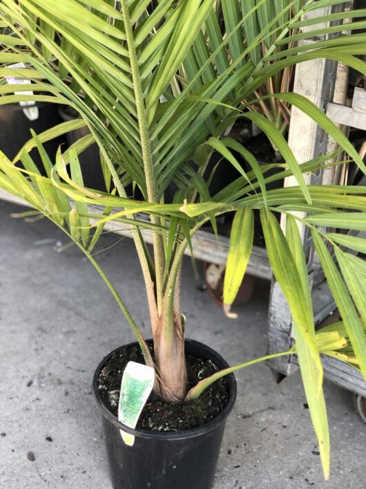 Ravenea 'Majestic Palm' 10" Pot with a visible stem and green leaves, placed on a concrete surface near a metal object.