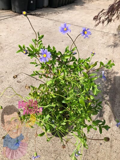 Blue Marguerite Daisy 6" pot In Store @ Hello Hello Plants