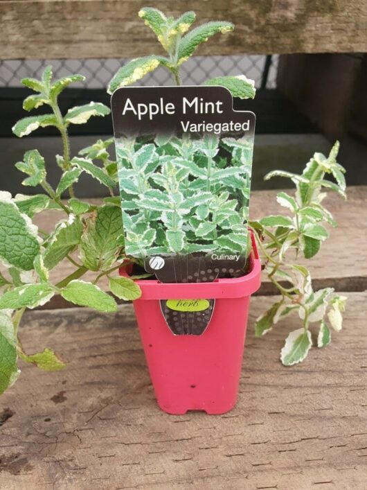 An Apple Mint plant with variegated leaves is housed in a pink 3" pot, labeled "Mint 'Apple Variegated'" and "Culinary.