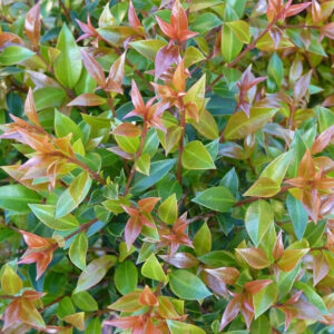 Dense foliage of a Syzygium 'Orange Twist' Lilly Pilly 10" Pot shrub with glossy leaves, varying in color from deep green to vibrant shades of orange and red.