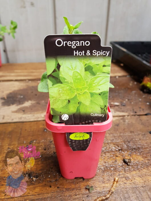 Hot & Spicy Oregano 3" Pot