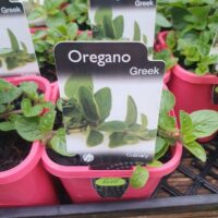 Vibrant sprouts of fresh Greek oregano, each with a labeled tag, are nestled snugly in a delightful pink 3-inch pot named "Oregano 'Greek'.
