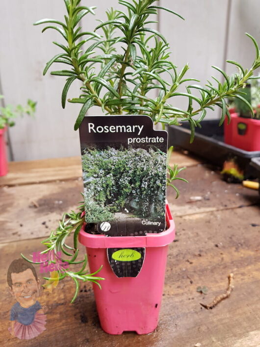 White Flowering Rosemary 3" Pot