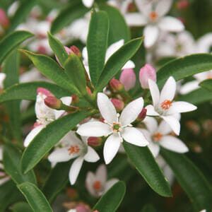 Close-up of white and pink Philotheca 'Long leaf Waxflower' flowers with green leaves.