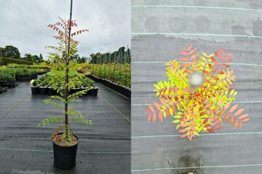 Pistacia chinensis 'Chinese Pistachio' 8" Pot