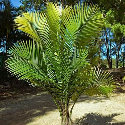 A lush, green Ravenea 'Majestic Palm' with large fan-like fronds in a sunny outdoor setting, with a dirt path and various trees in the background.