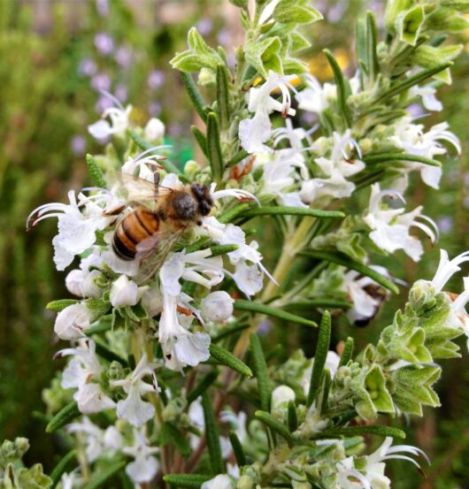A bee collecting nectar from Rosemary 'White' 4" Pot flowers, with green leaves in the background.