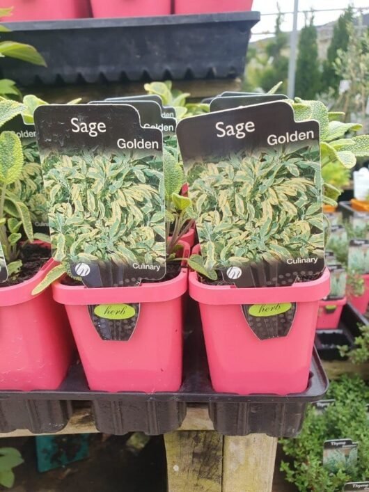 The shelf in the garden center showcases neatly arranged pink pots labeled "herb," each containing a Salvia 'Golden Sage' plant in a 4" pot.