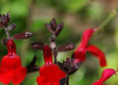 Salvia "Crimson & Black"