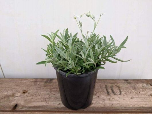 The Cerastium 'Snow in Summer' 6" Pot, showcasing green leaves and delicate white flowers, is elegantly placed on a wooden surface.