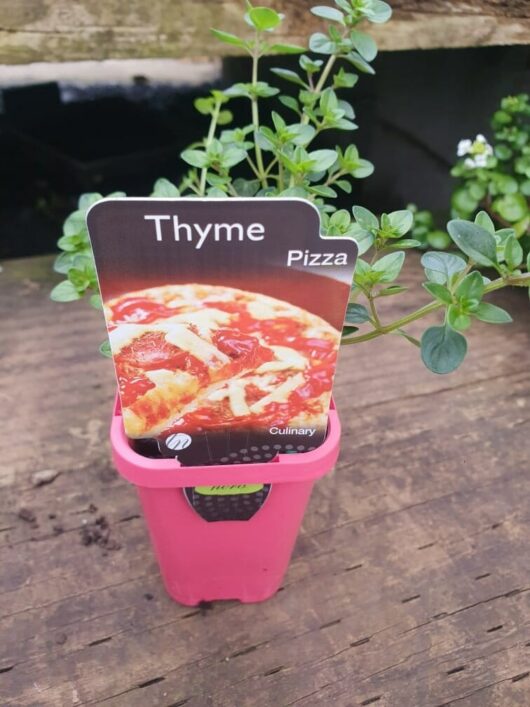 A Thymus 'Pizza Thyme' plant flourishes in a pink 3" pot, complete with a label showcasing an appealing pizza image.