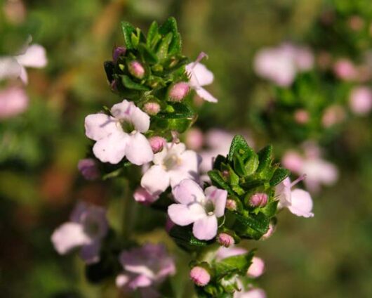 Close-up of small white and pink Thymus 'Turkey Thyme' flowers with green leaves in natural light, grown in a Thymus 'Turkey Thyme' 3" Pot.