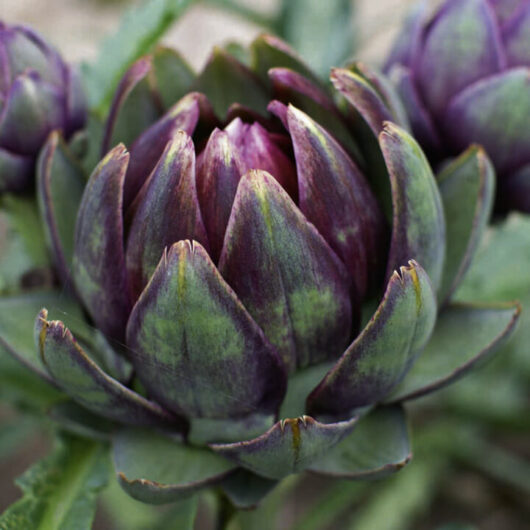 Artichoke Purple