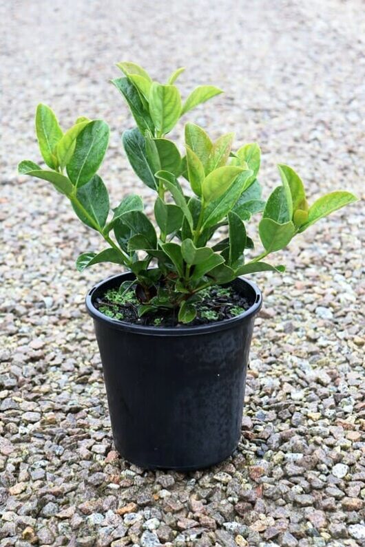 A young Viburnum 'Dense Fence™' with glossy leaves in an 8" black plastic pot, placed on a gravel surface.