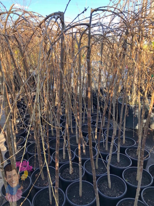 5ft Weeping Cherry Snow Fountain