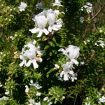 White Flowering Rosemary