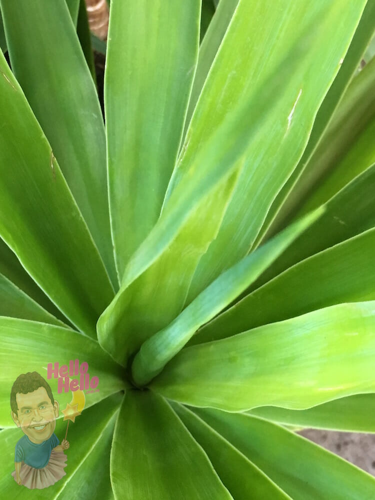 Yucca Foliage