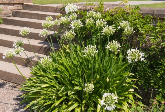A cluster of Cestrum 'Night Blooming Jasmine' 6" Pot flourishes beside a set of stone steps, its white flowers creating a serene beauty, especially in the moonlight.
