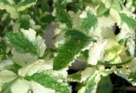 Variegated Applemint