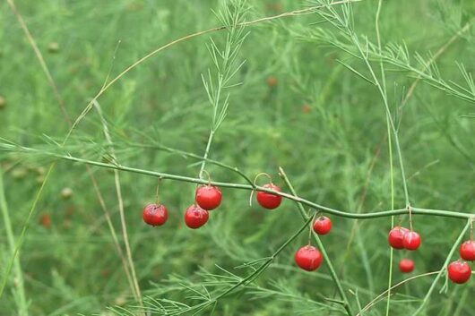 Red berries hanging from a slender Asparagus 3" Pot branch with delicate green foliage.